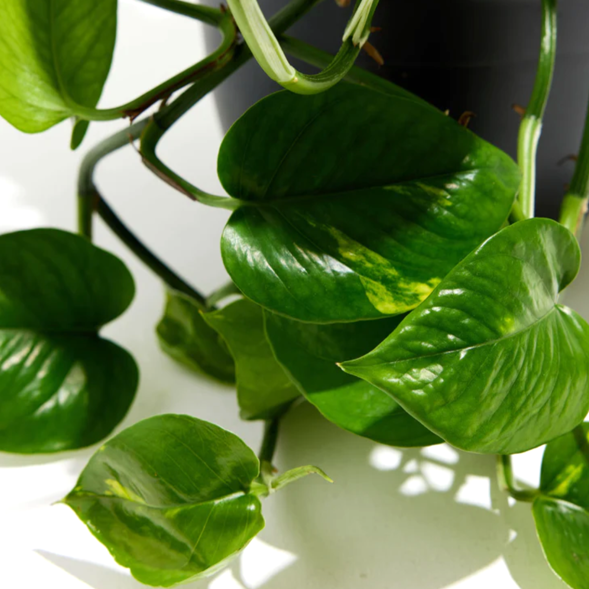 Lively Root plant Golden Pothos Plant