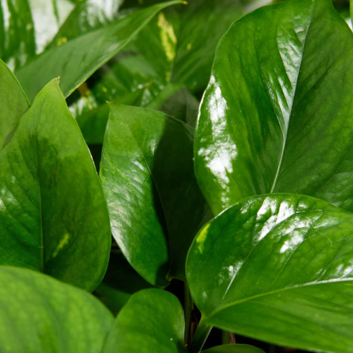 Lively Root plant Golden Pothos Plant