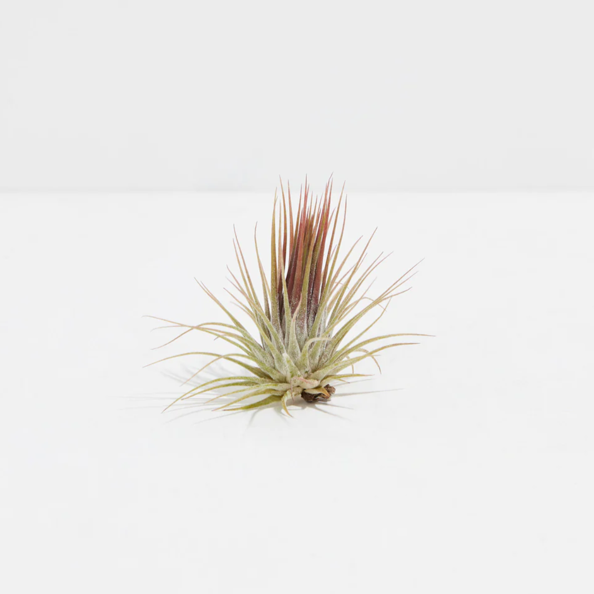 Lively Root plant Ionantha Guatemala Air Plant (Tillandsia)