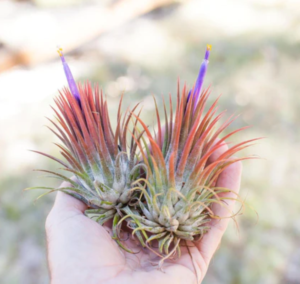 Lively Root plant Ionantha Guatemala Air Plant (Tillandsia)