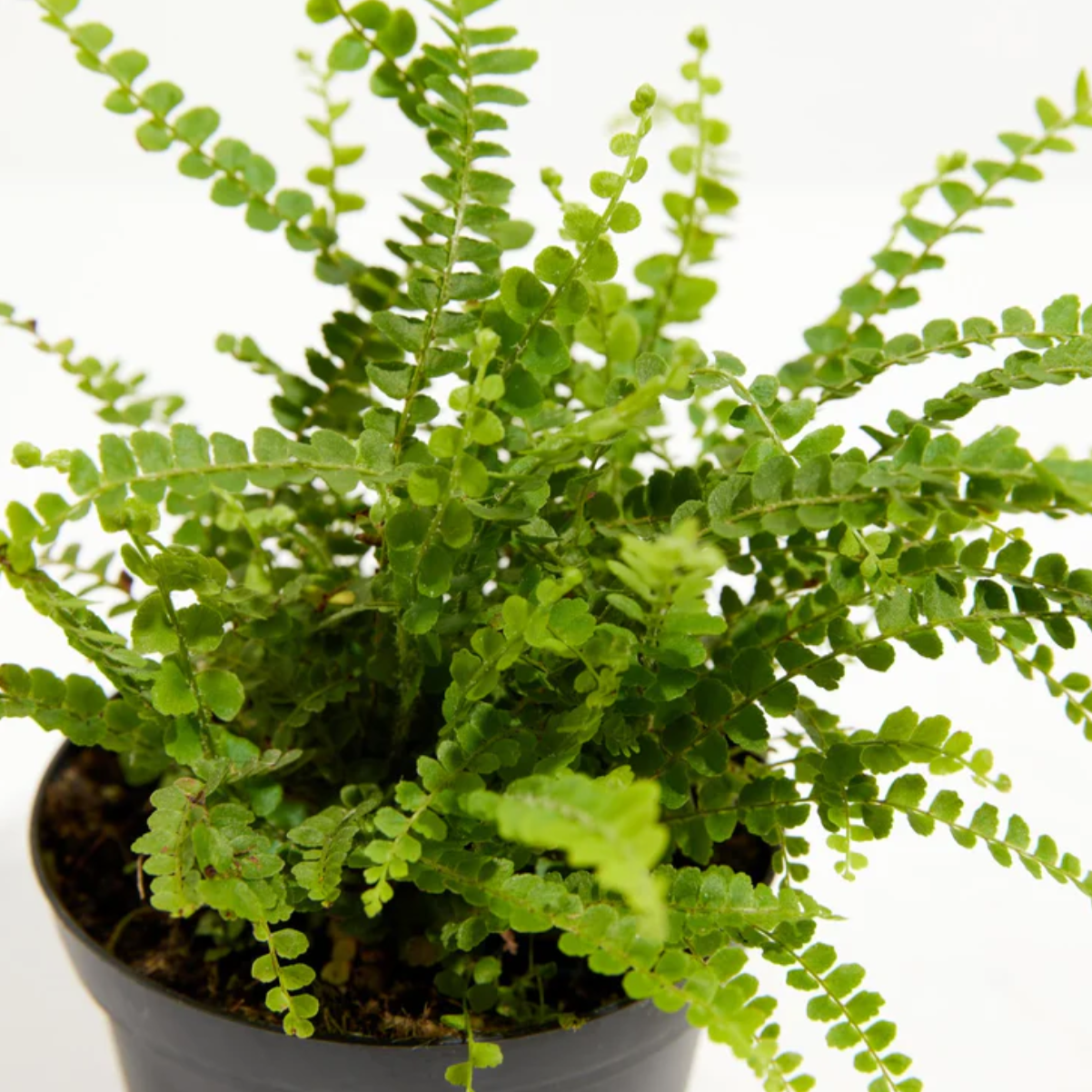 Lively Root plant Lemon Button Fern