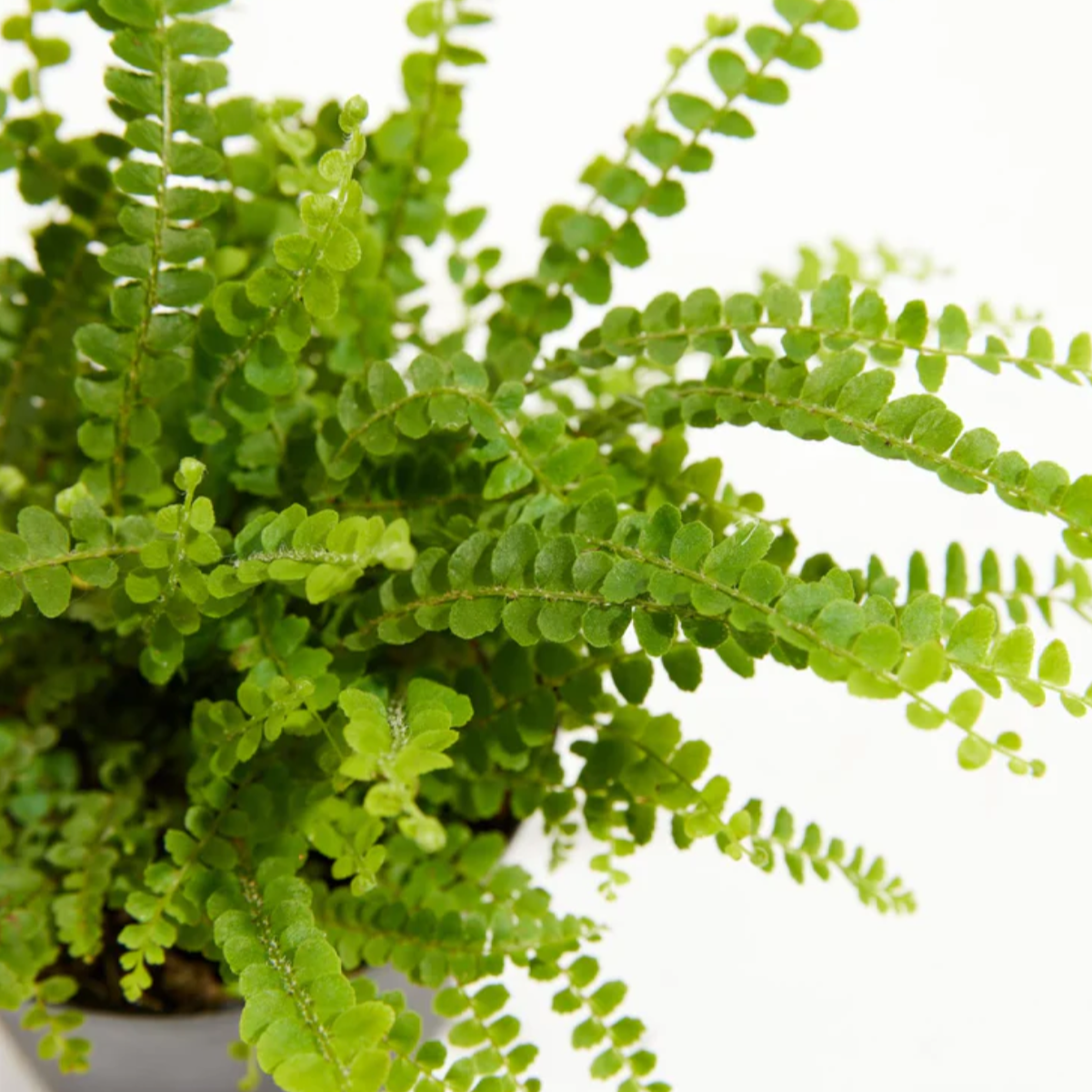 Lively Root plant Lemon Button Fern