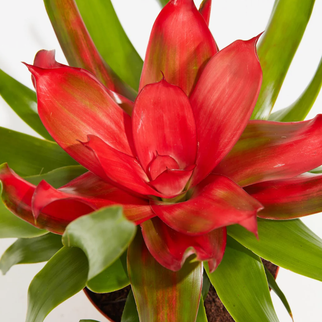 Lively Root plant Neoregelia Bromeliad