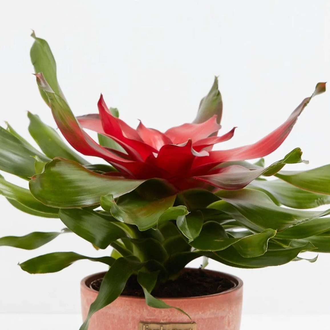 Lively Root plant Neoregelia Bromeliad