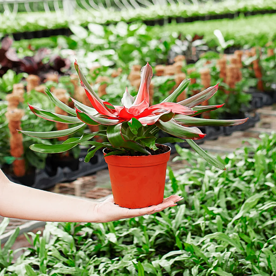 Lively Root plant Neoregelia Bromeliad