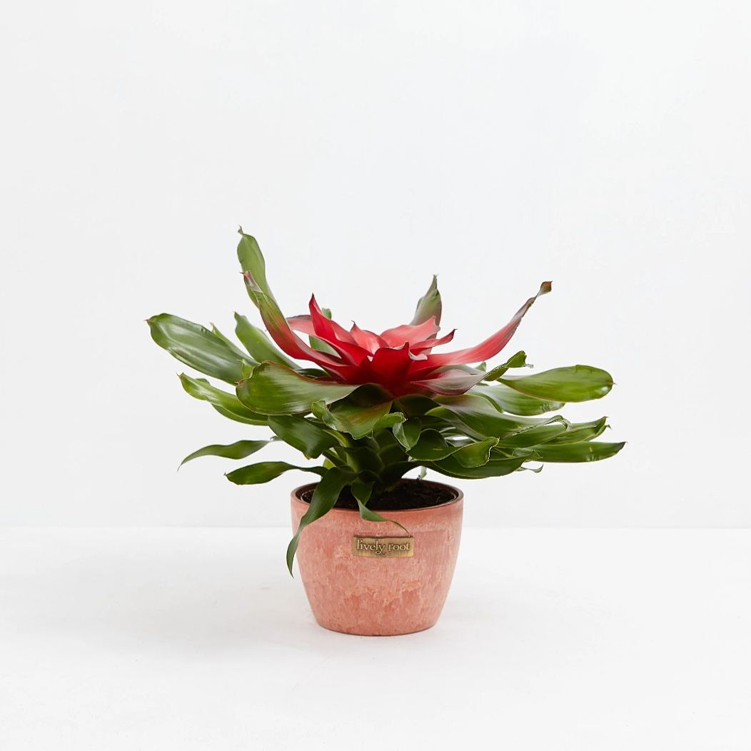 Lively Root plant Neoregelia Bromeliad