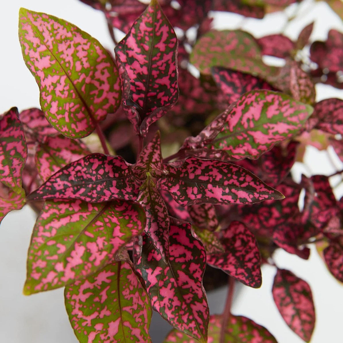 Lively Root plant Pink Polka Dot Plant