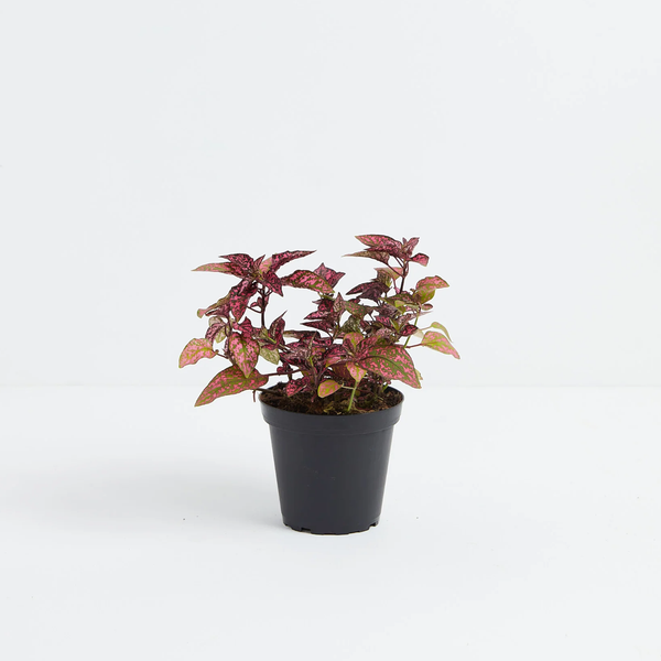 polka dot plant pot size Pink Polka Dot Plant