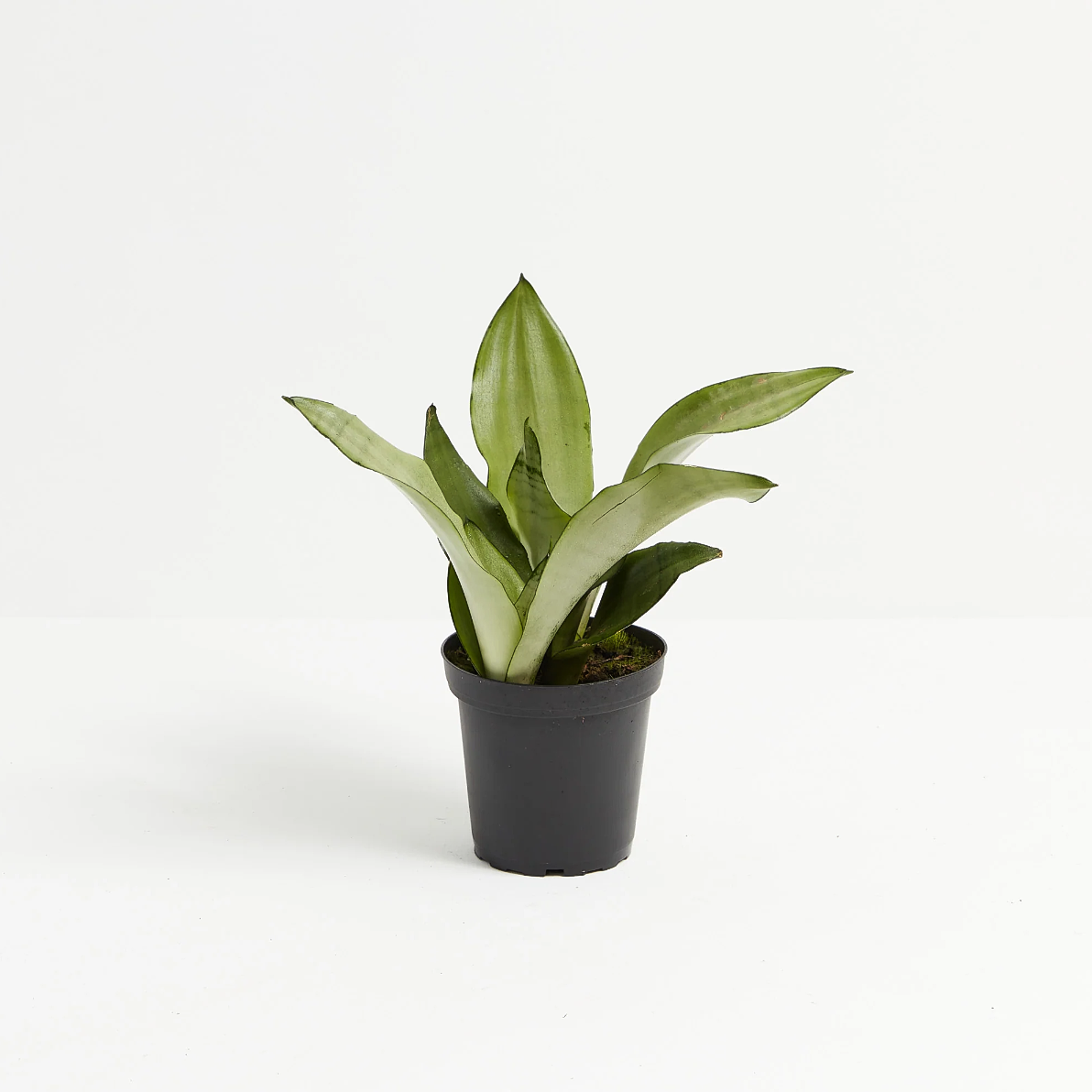 Lively Root plant Sansevieria Moonshine