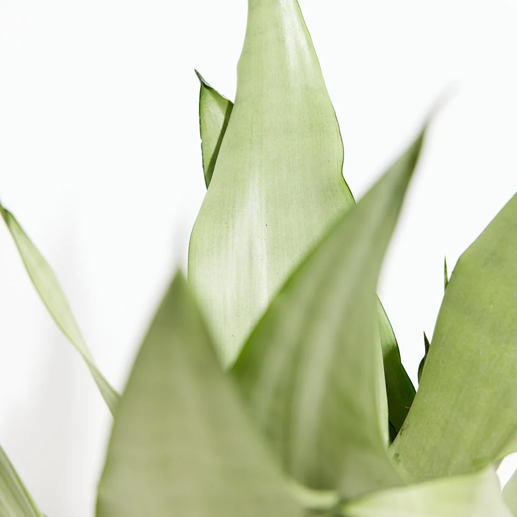 Lively Root plant Sansevieria Moonshine