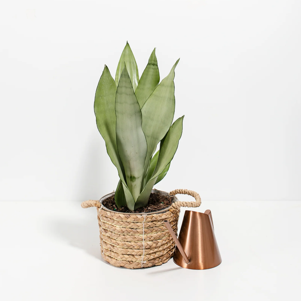 Lively Root plant Sansevieria Moonshine