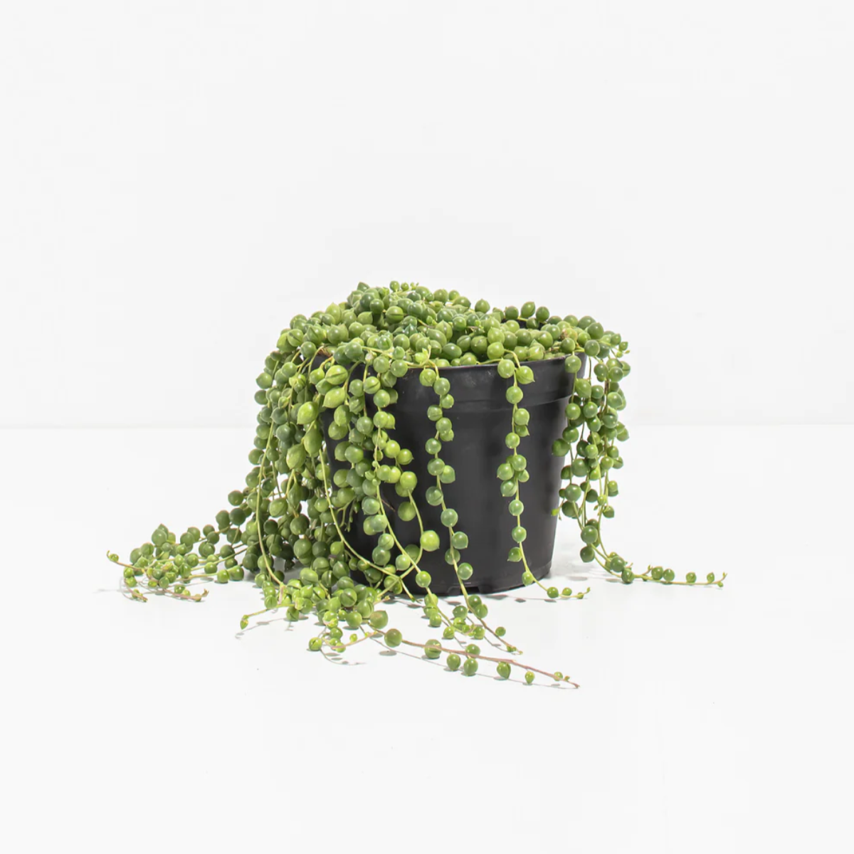 Lively Root plant String of Pearls