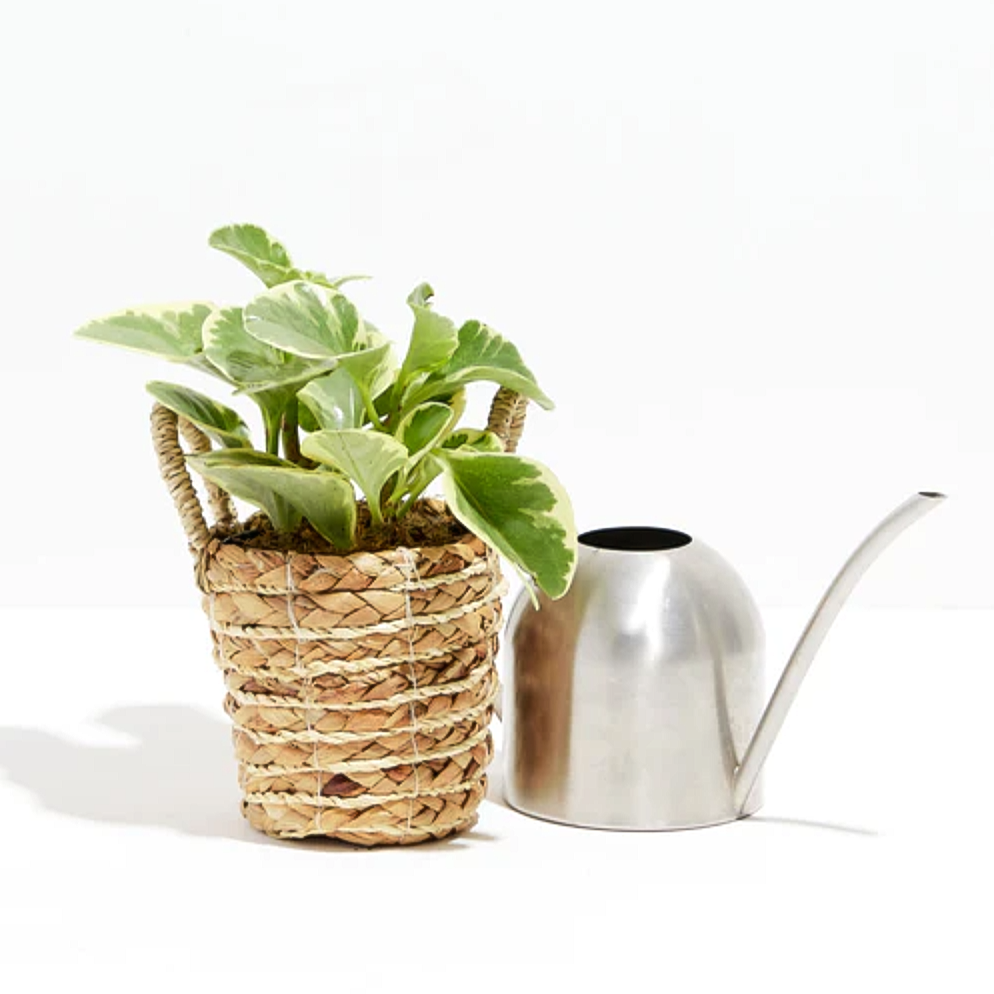 Lively Root plant Variegated Baby Rubber Plant (Peperomia)