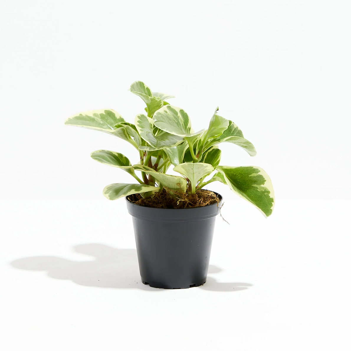 Lively Root plant Variegated Baby Rubber Plant (Peperomia)