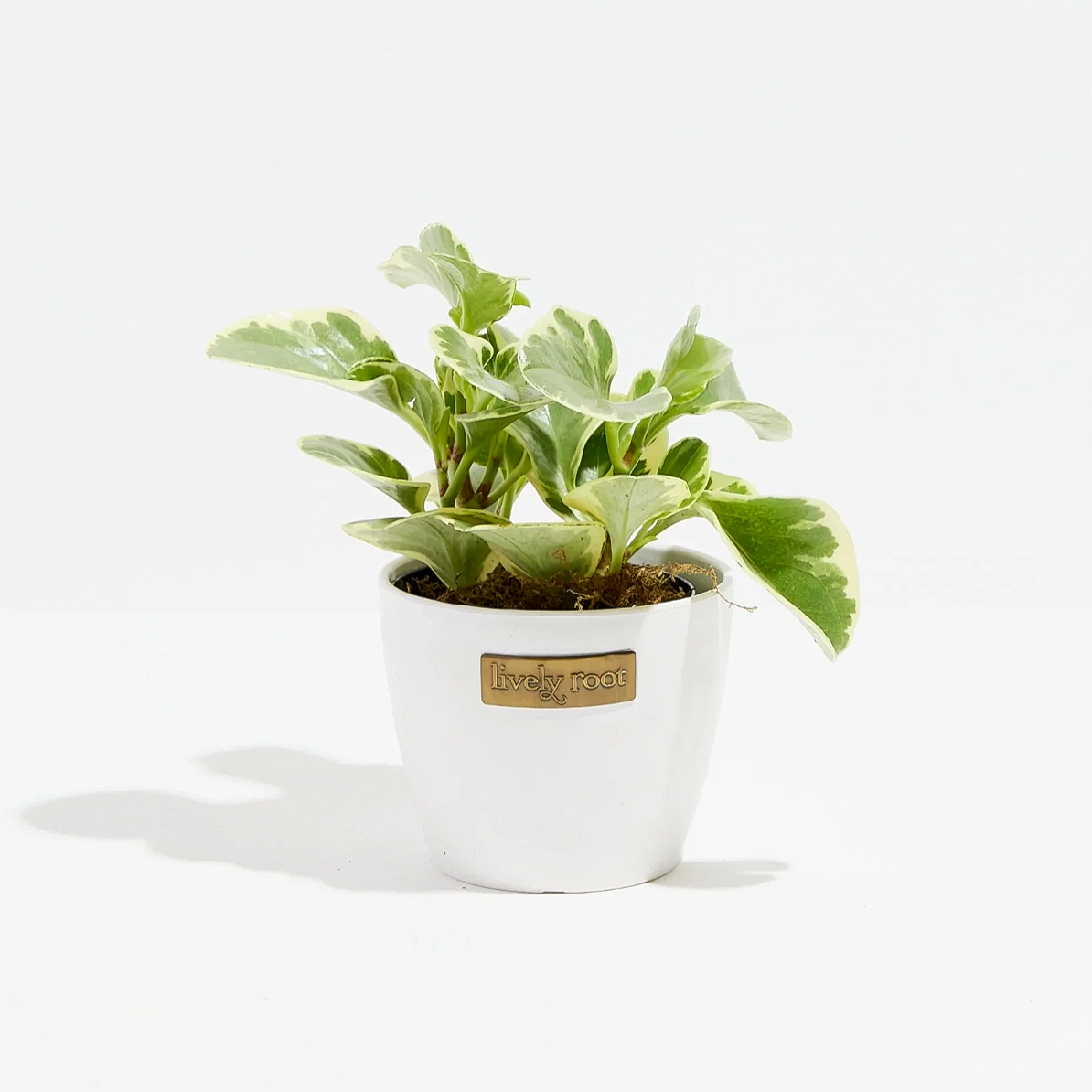 Lively Root plant Variegated Baby Rubber Plant (Peperomia)