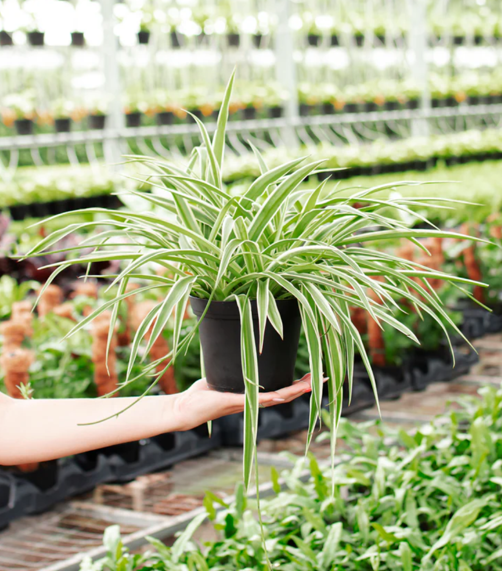 Lively Root plant Variegated Spider Plant Reverse