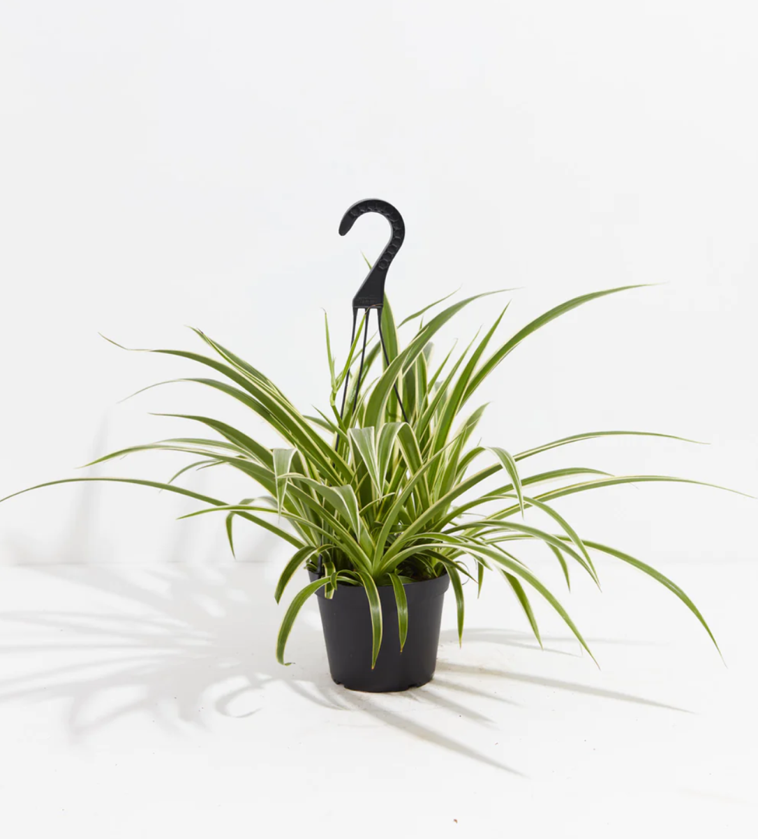 Lively Root plant Variegated Spider Plant Reverse