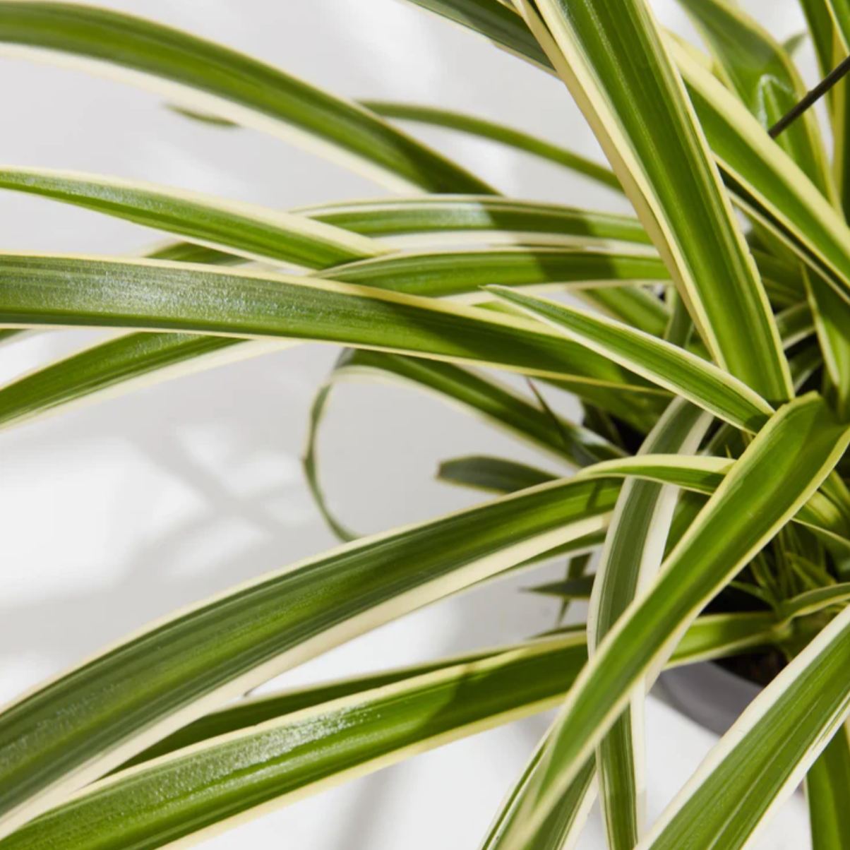 Lively Root plant Variegated Spider Plant Reverse