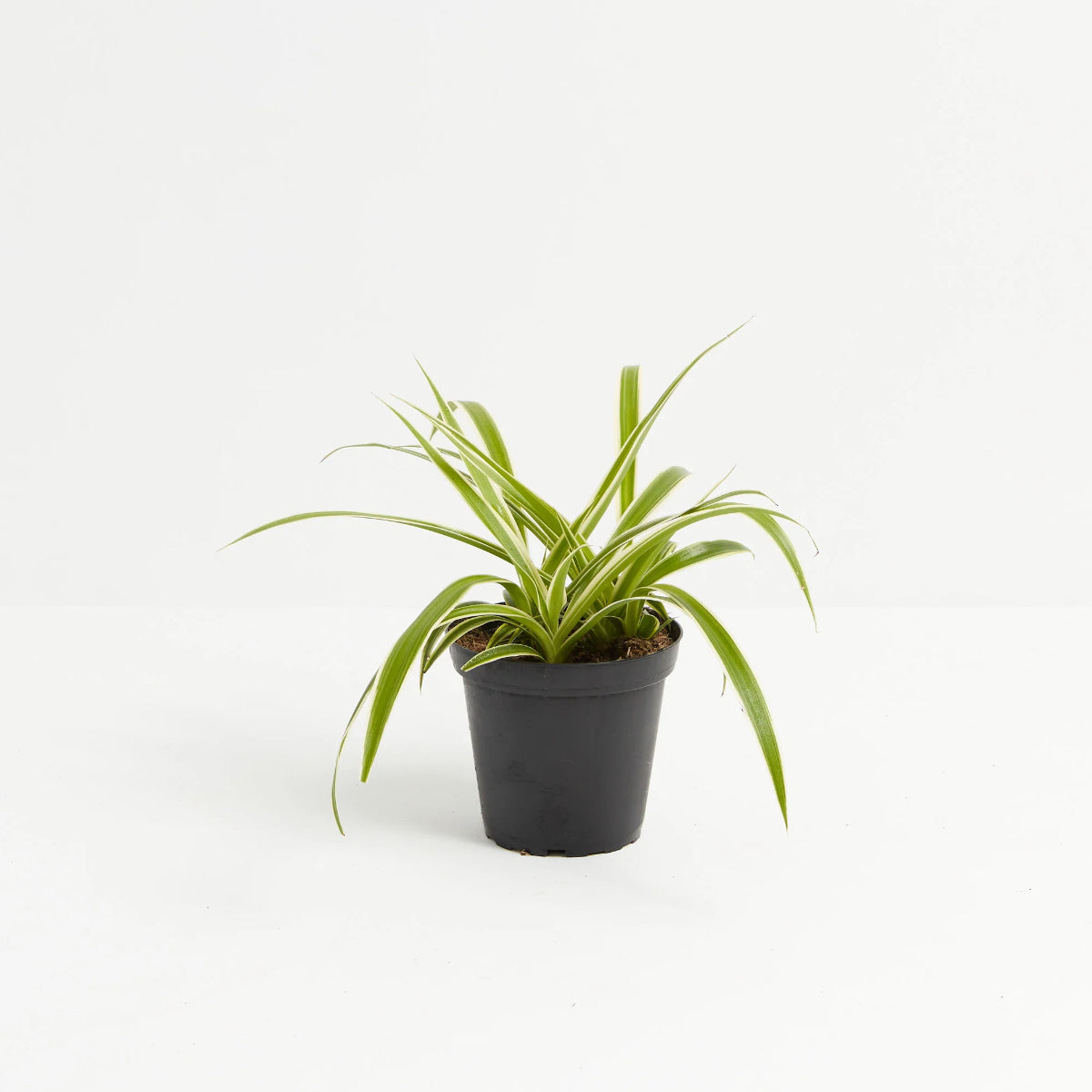 Lively Root plant Variegated Spider Plant Reverse