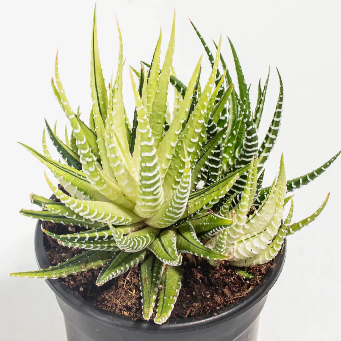 Lively Root plant Variegated Zebra Haworthia Succulent