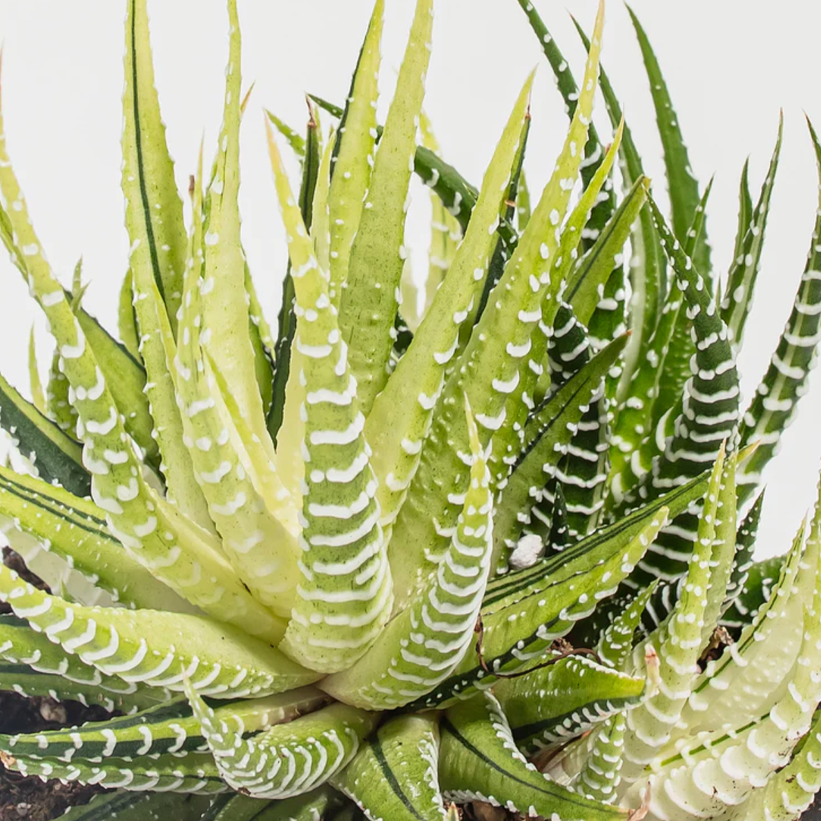 Lively Root plant Variegated Zebra Haworthia Succulent