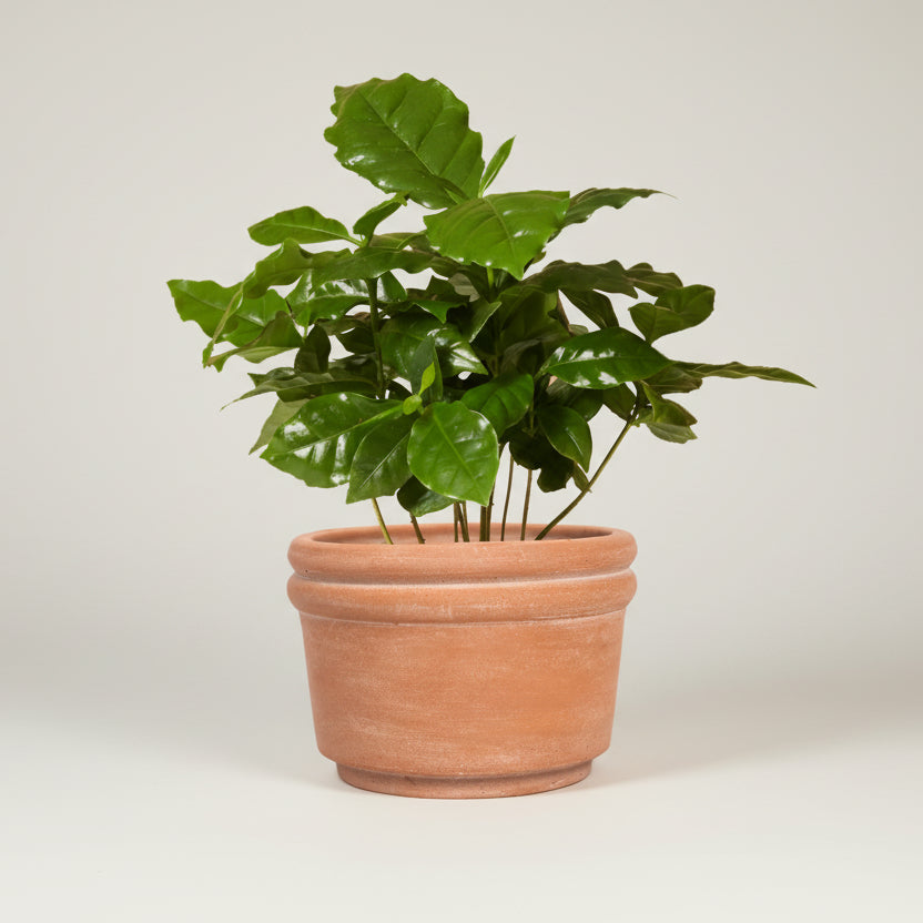 Powered by People Planters Felipe Large Terracotta Planter