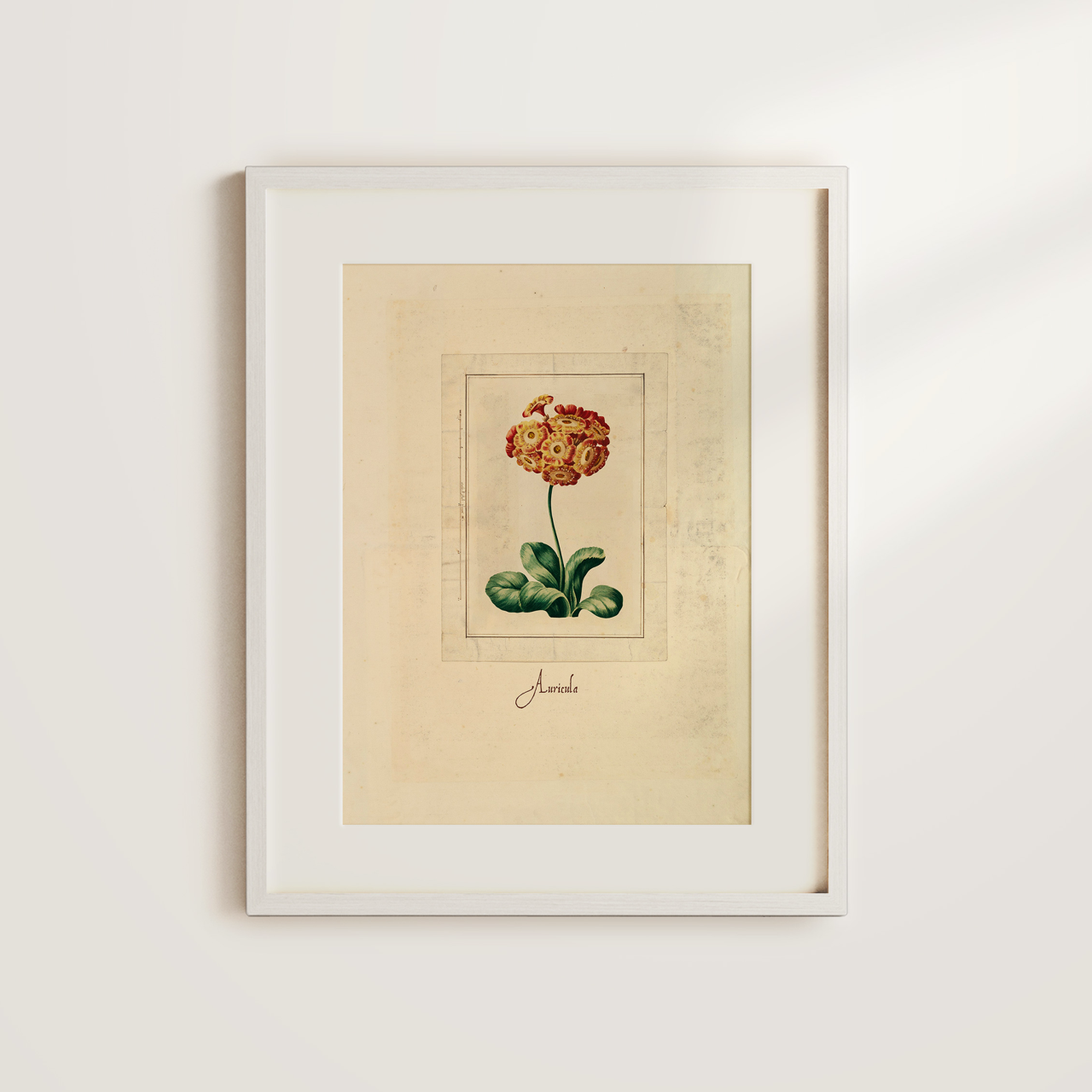 Shelf Love Collective graphic art print Auricula Art Print