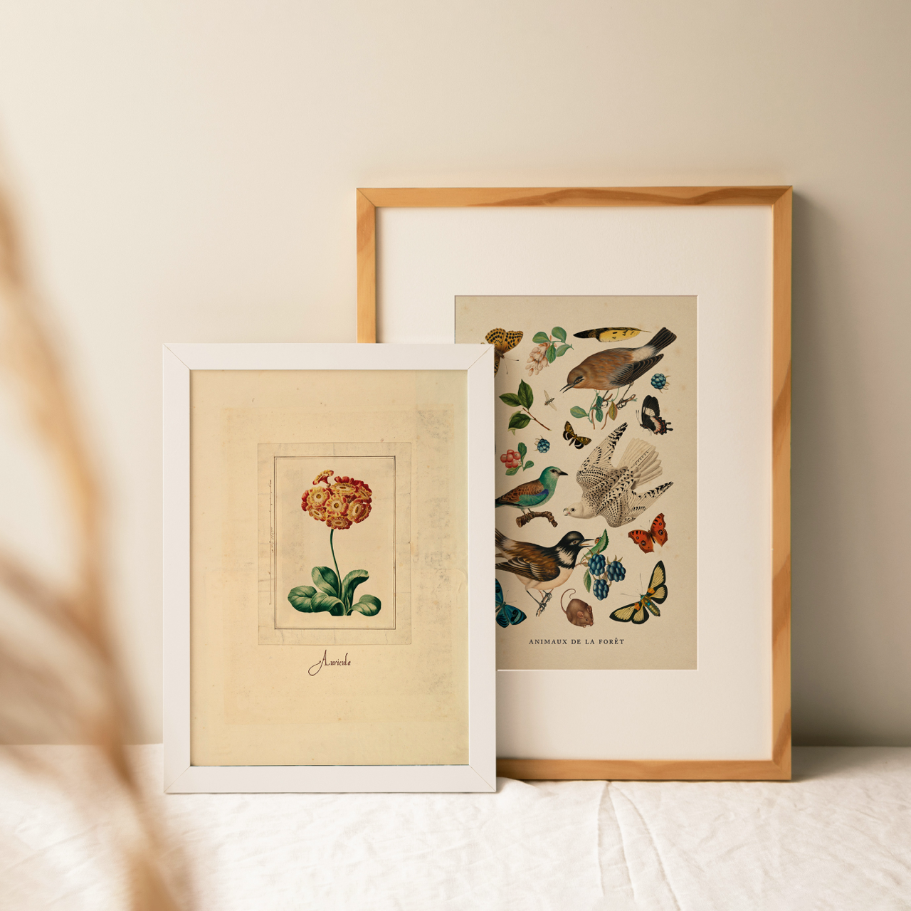 Shelf Love Collective graphic art print Auricula Art Print