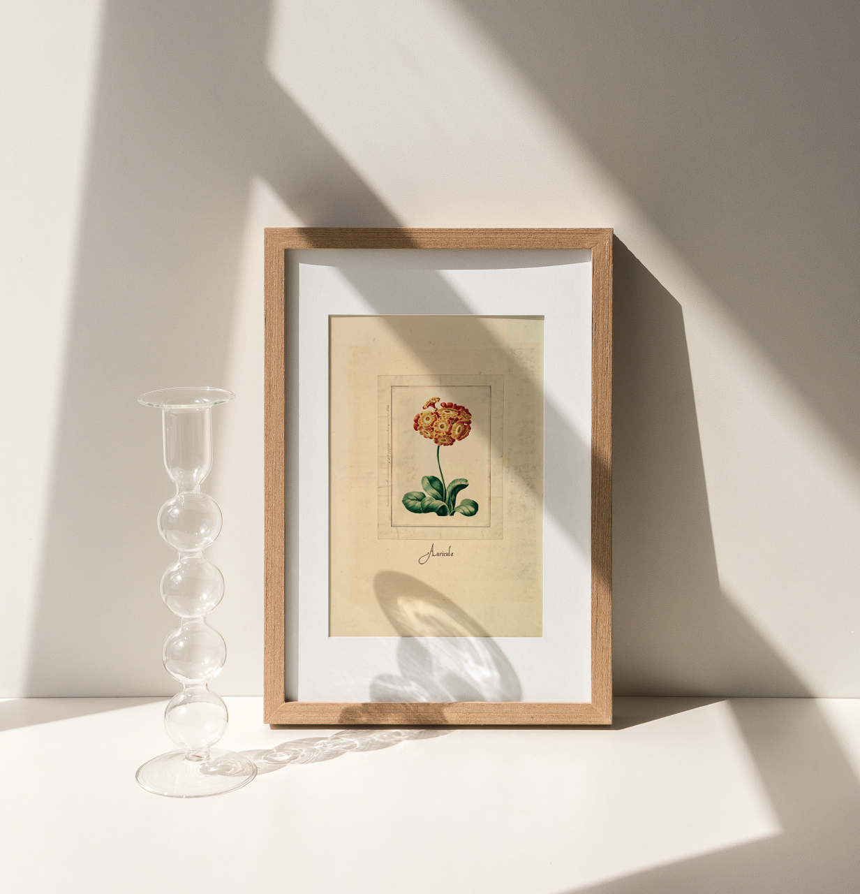 Shelf Love Collective graphic art print Auricula Art Print