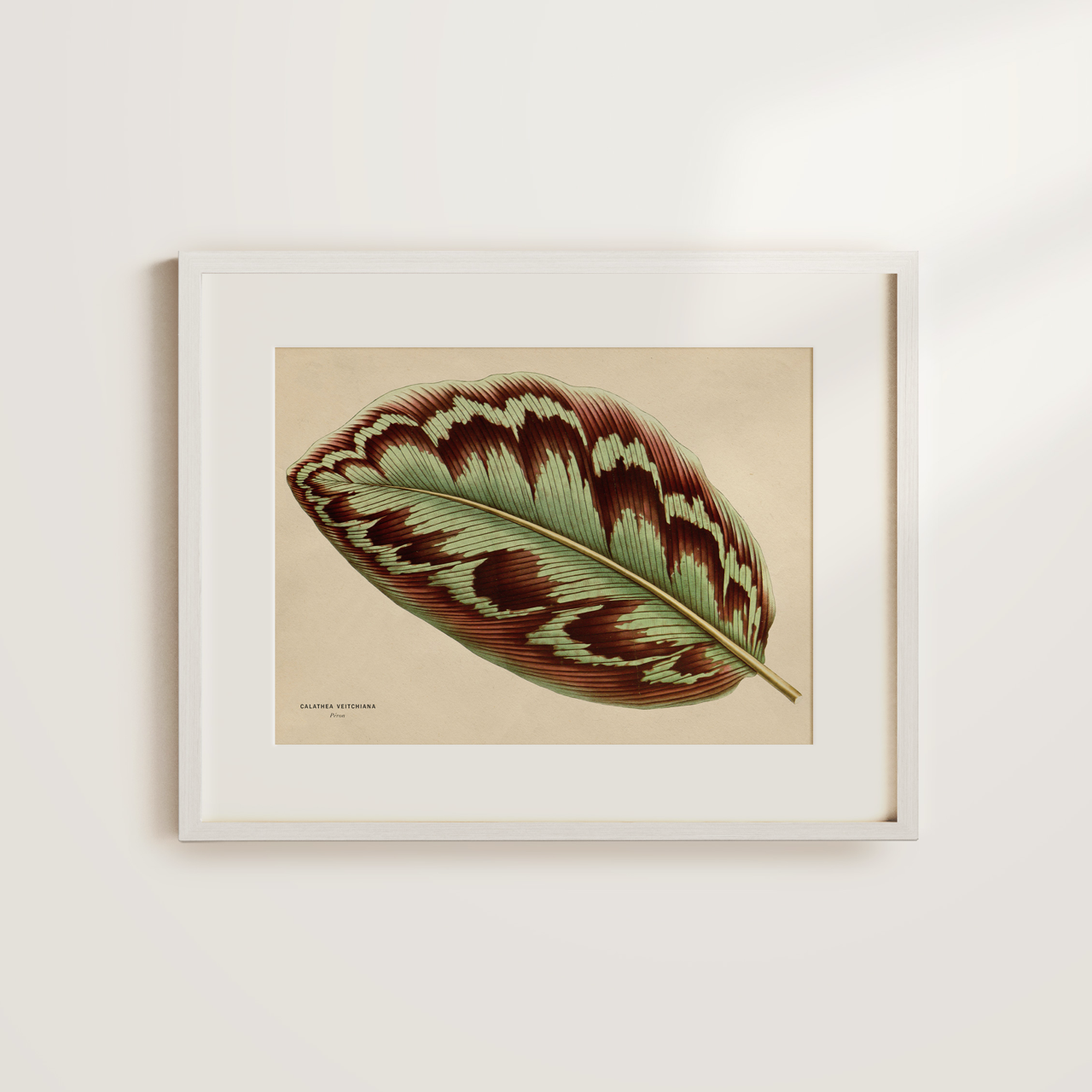 Shelf Love Collective graphic art print Calathea Leaf Art Print