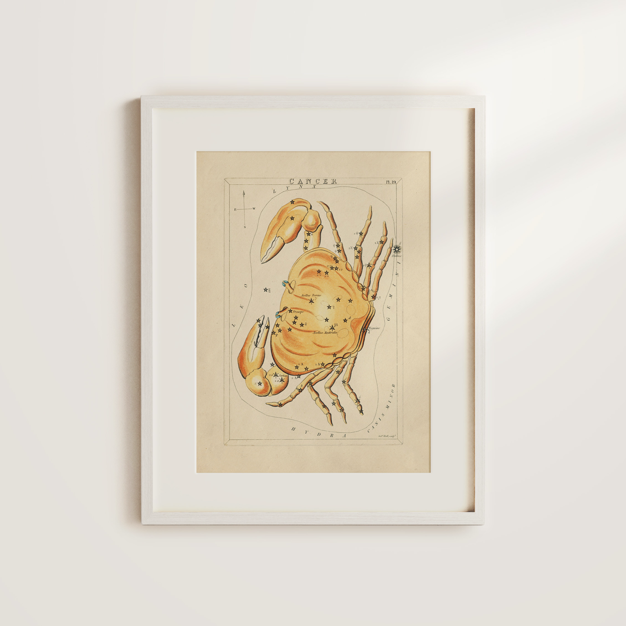 Shelf Love Collective graphic art print Cancer Art Print