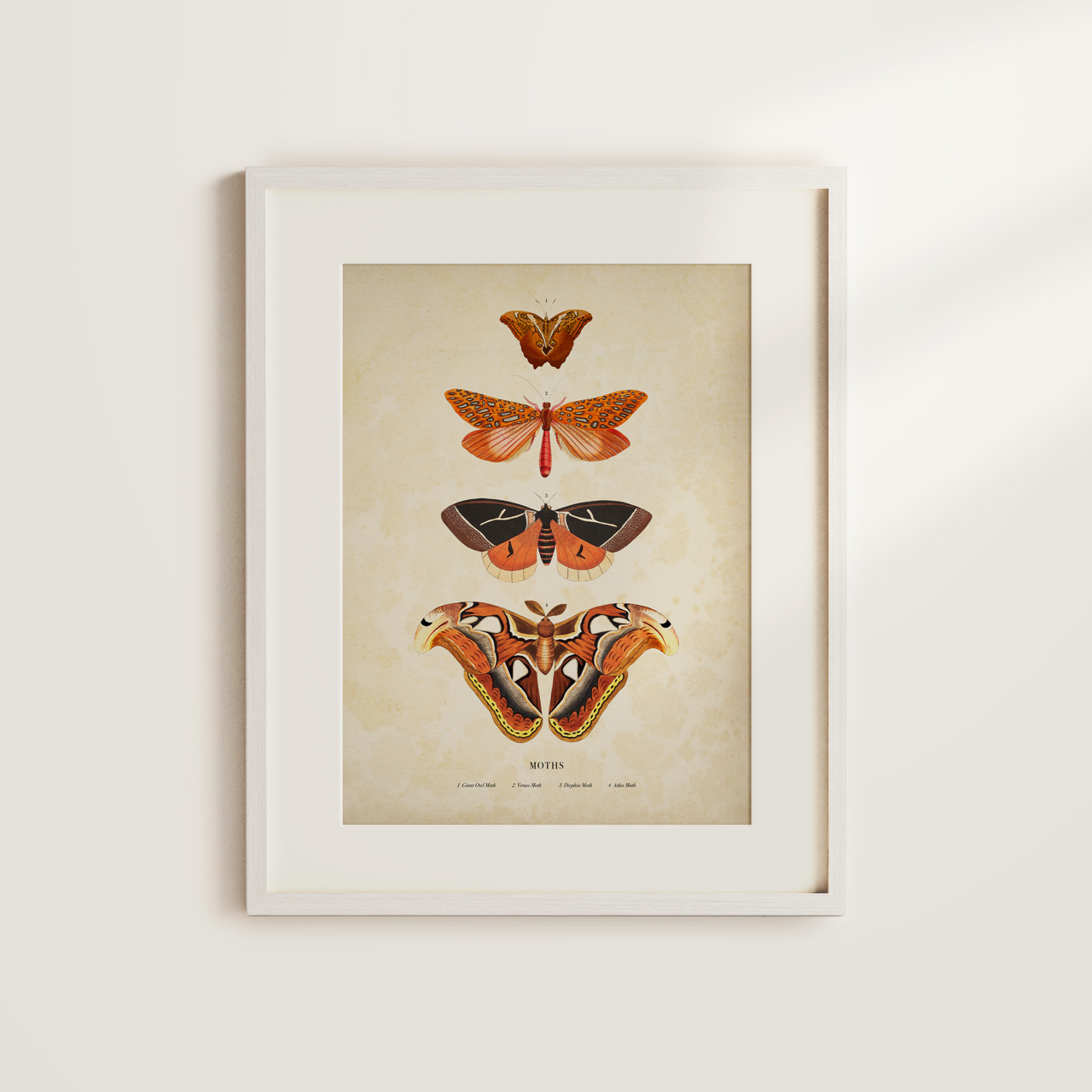 Shelf Love Collective graphic art print Moths Art Print