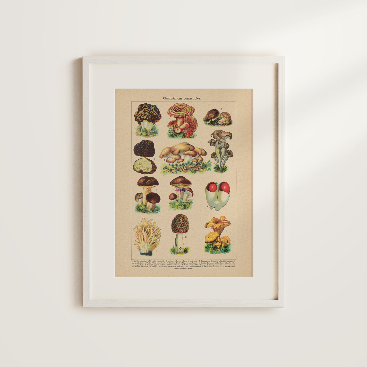 Shelf Love Collective graphic art print Mushrooms Art Print