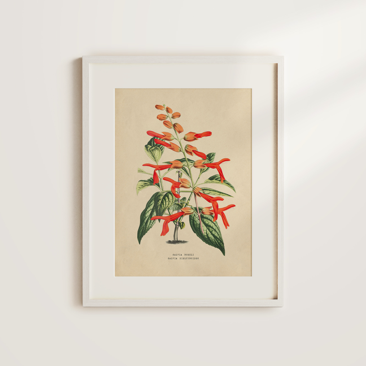 Shelf Love Collective graphic art print Salvia Art Print