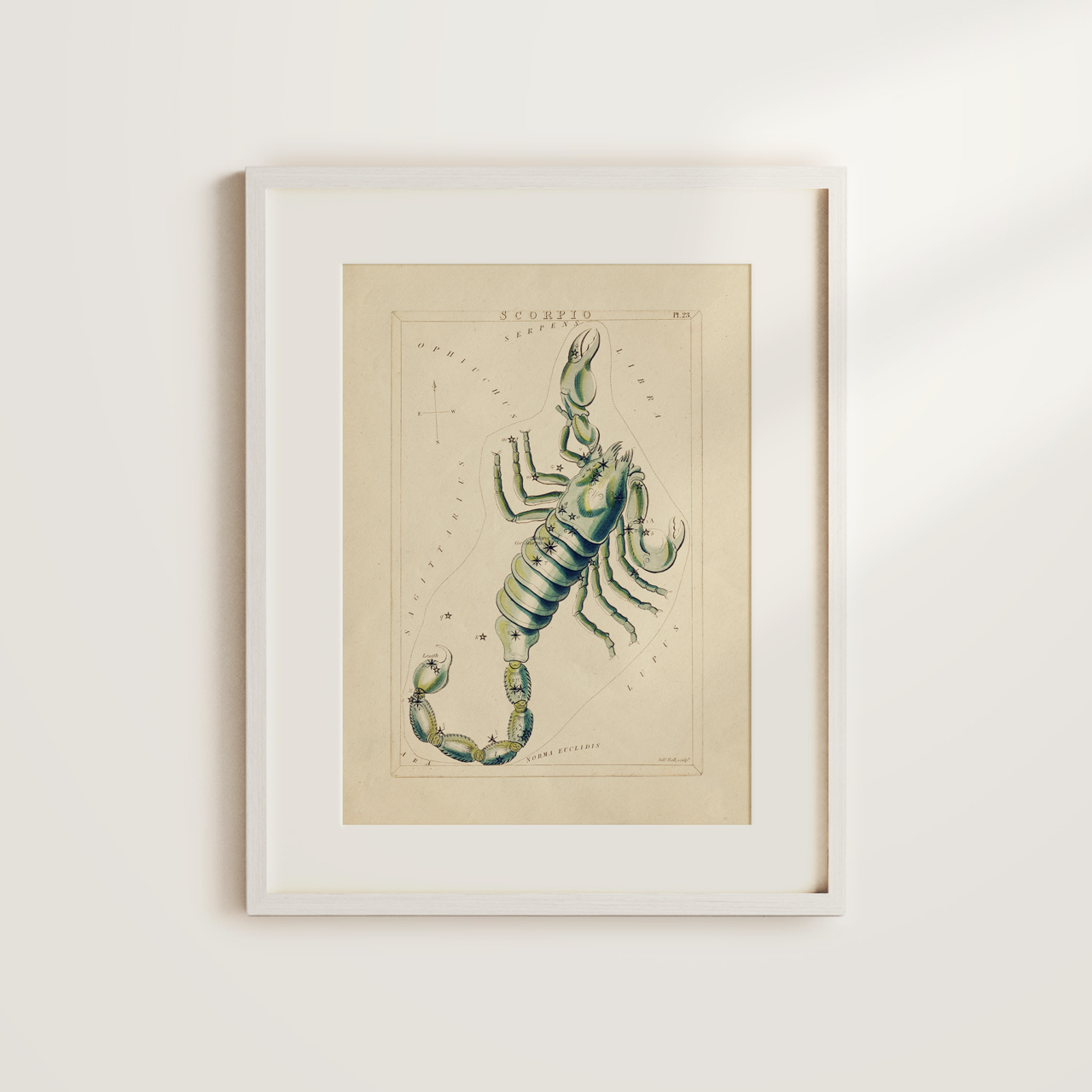 Shelf Love Collective graphic art print Scorpio Art Print