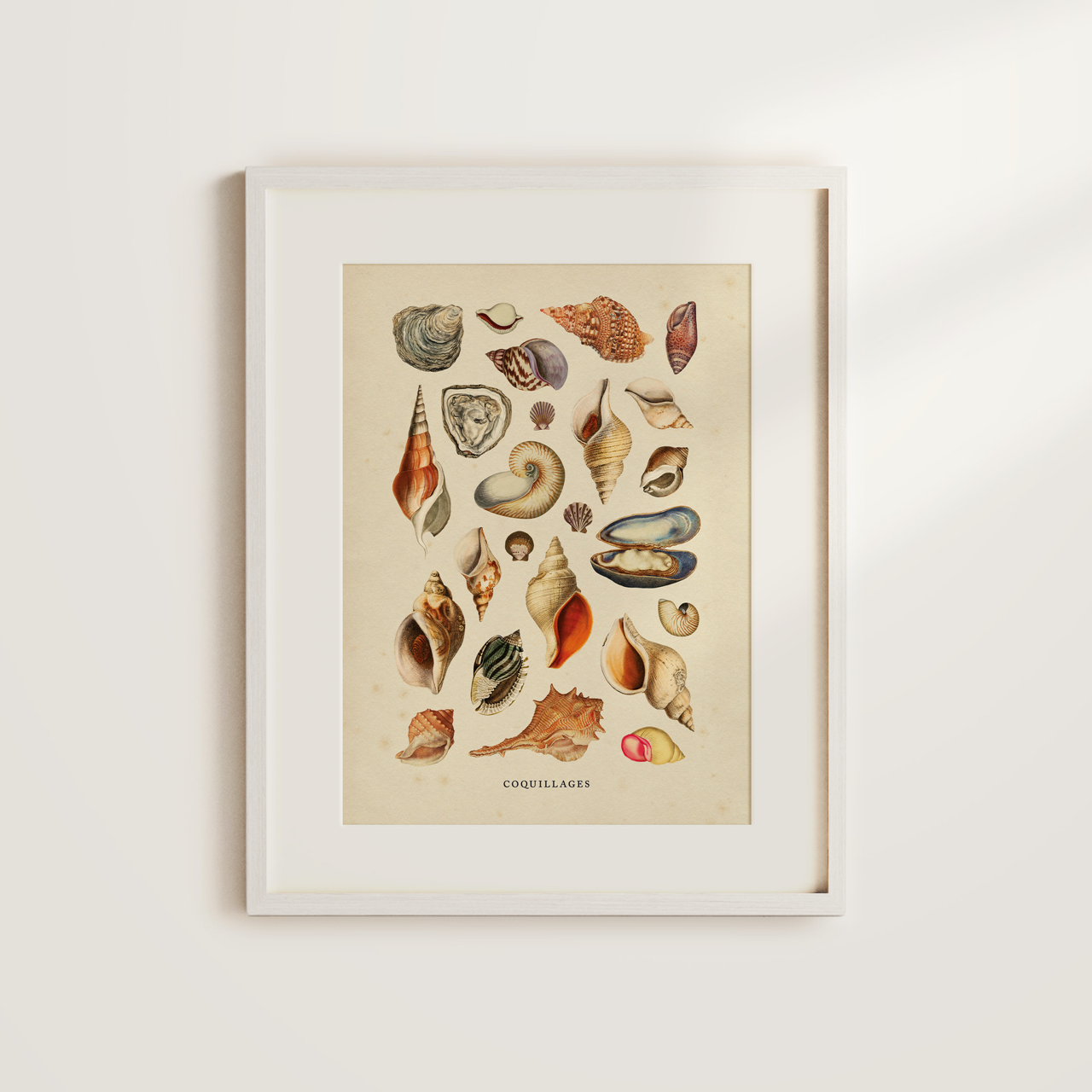 Shelf Love Collective graphic art print Shells Art Print