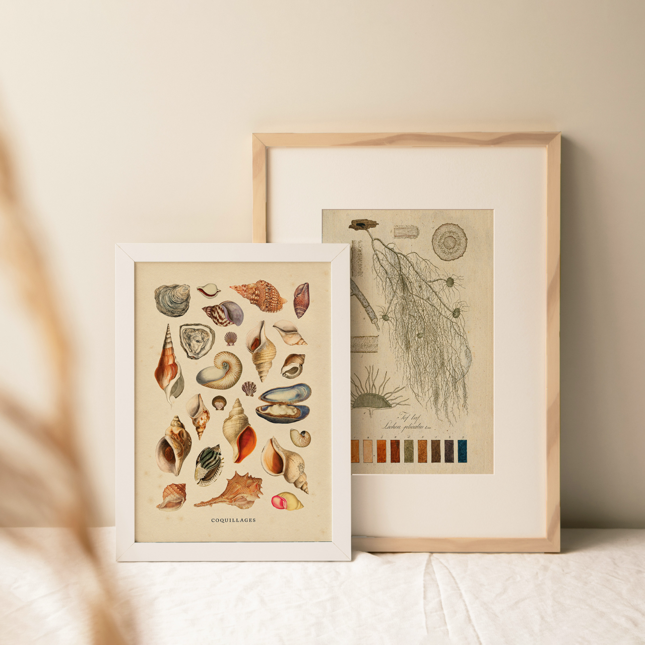 Shelf Love Collective graphic art print Shells Art Print