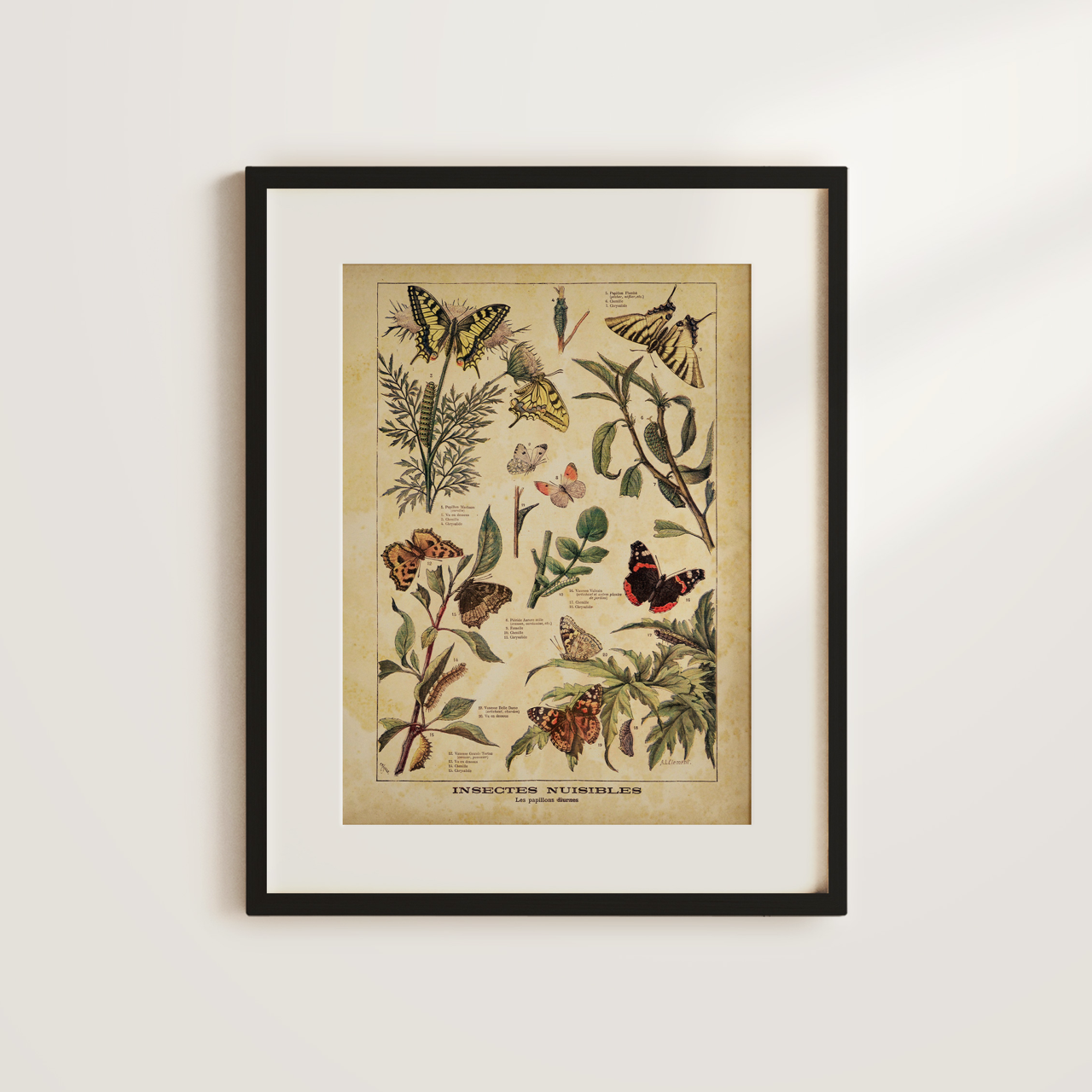 Shelf Love Collective graphic art print Vintage Butterflies Art Print