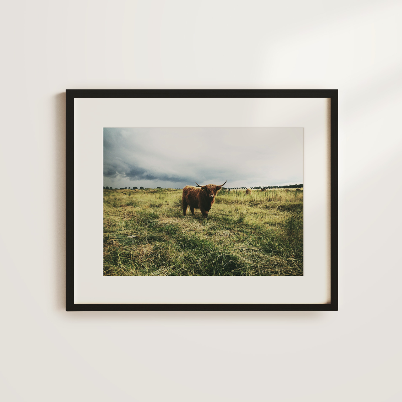 Shelf Love Collective photography art print Highland Cow Art Print