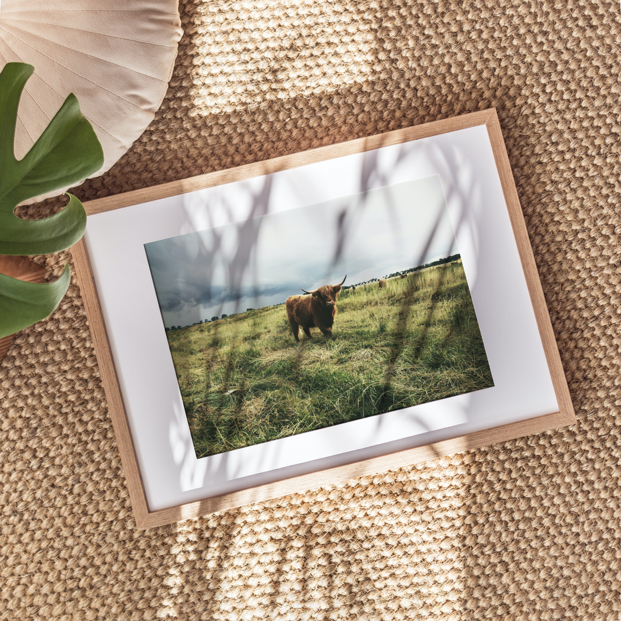 Shelf Love Collective photography art print Highland Cow Art Print