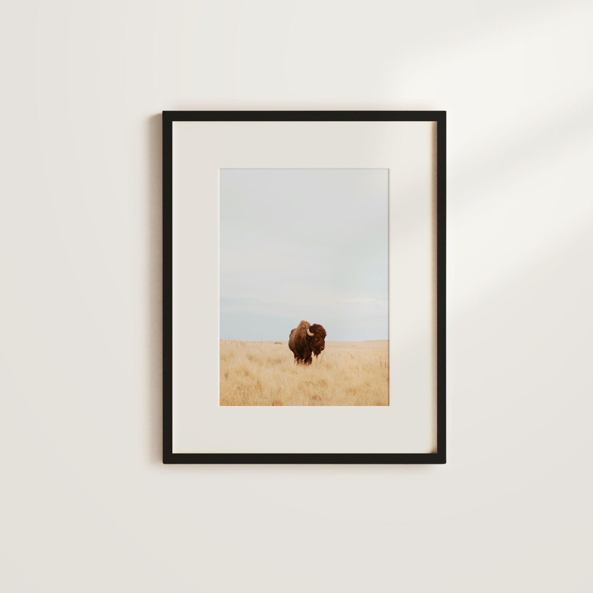 Shelf Love Collective photography art print Lone Buffalo Art Print