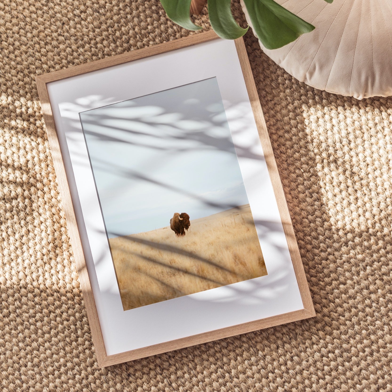 Shelf Love Collective photography art print Lone Buffalo Art Print