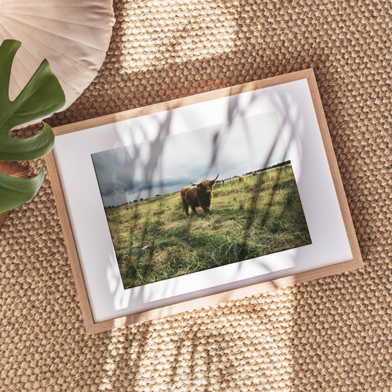 Shelf Love Print Shop photography art print Highland Cow Art Print