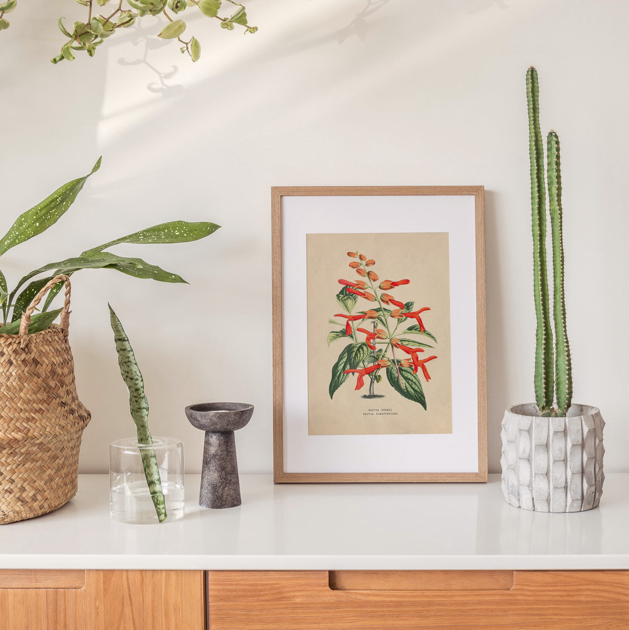 Shelf Love Print Shop vintage art print Scarlet Sage Art Print