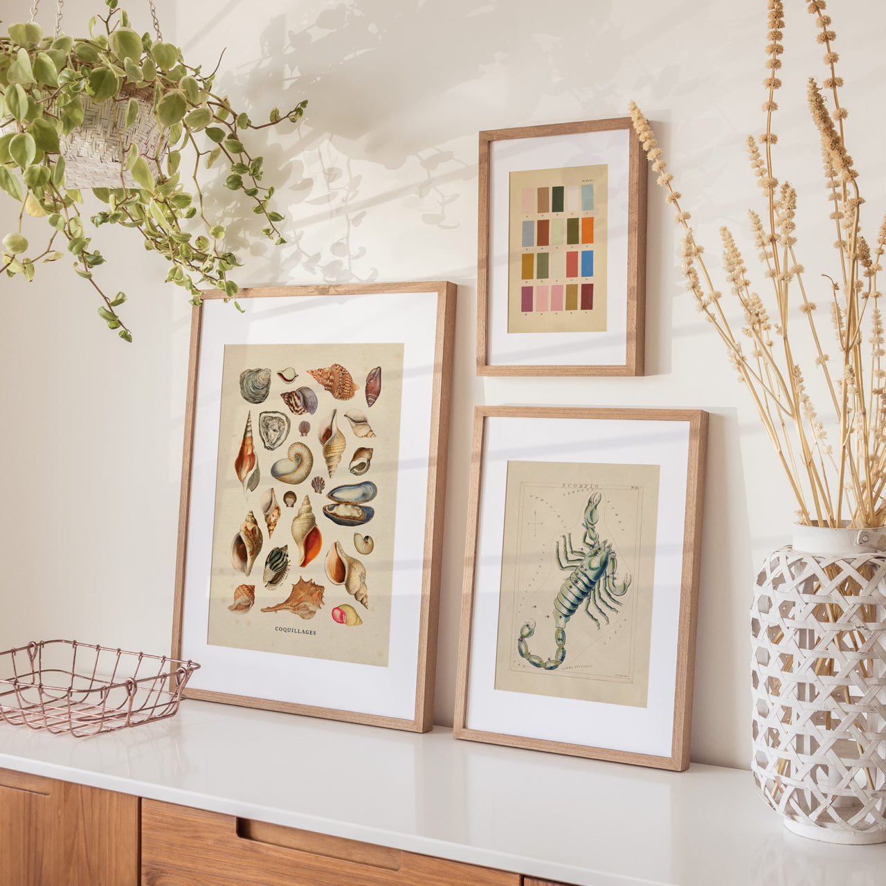 Shelf Love Print Shop vintage art print Shells Art Print