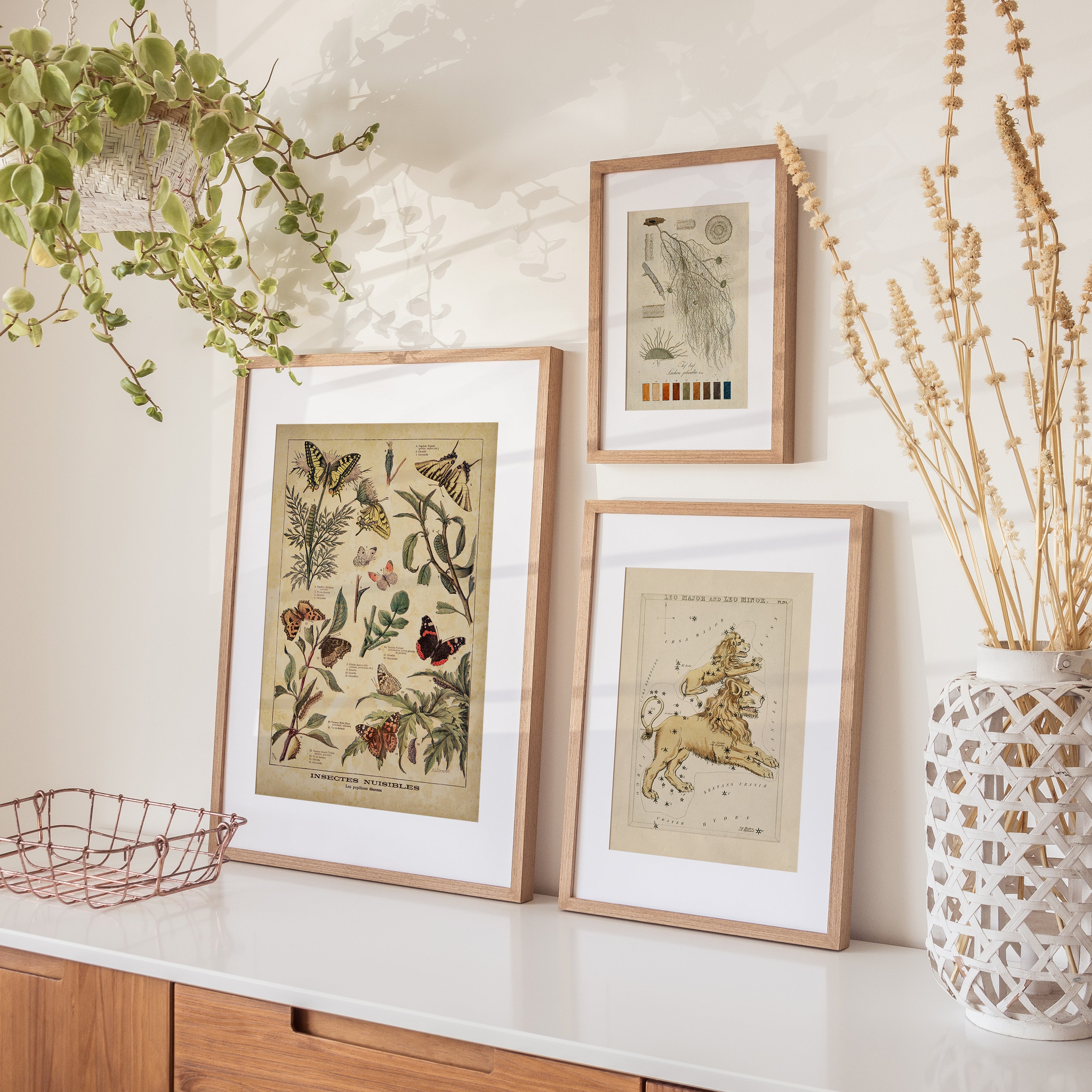 Shelf Love Print Shop vintage art print Vintage Butterflies Art Print