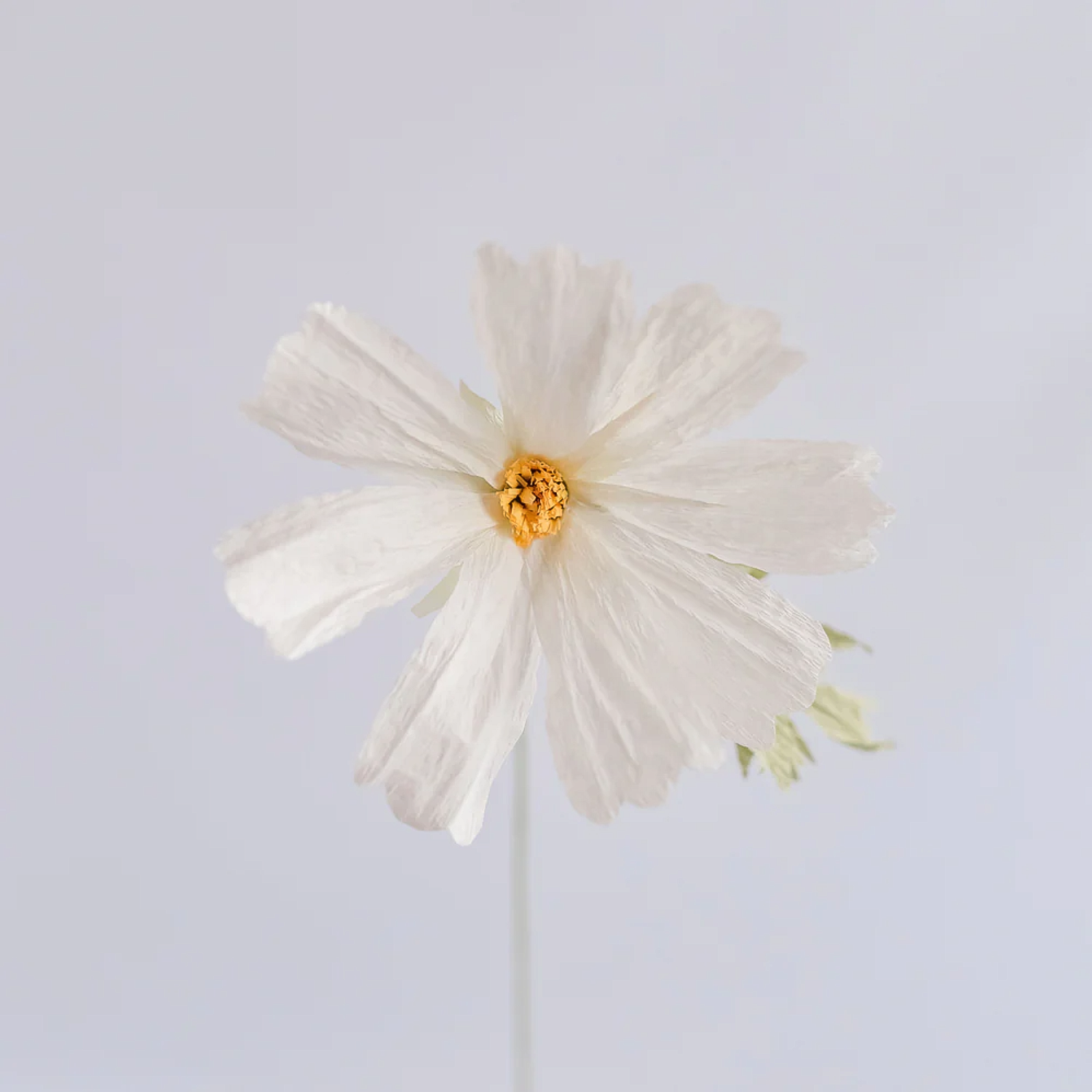 Unwilted faux flower White Cosmos