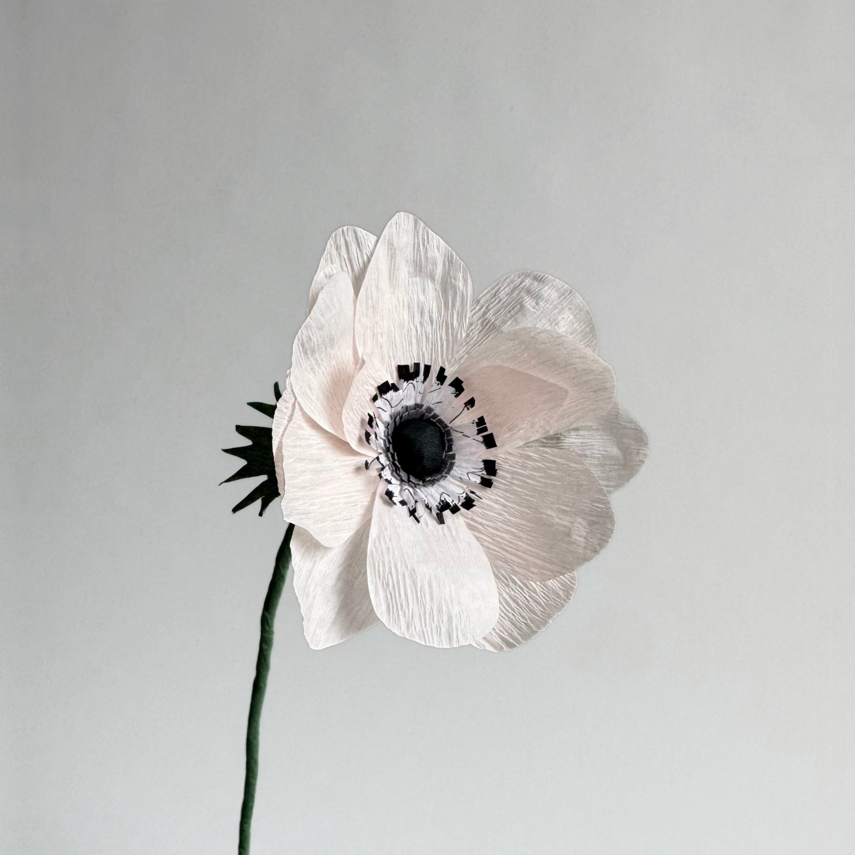 unwilted Paper Bloom Anemone Single Stem