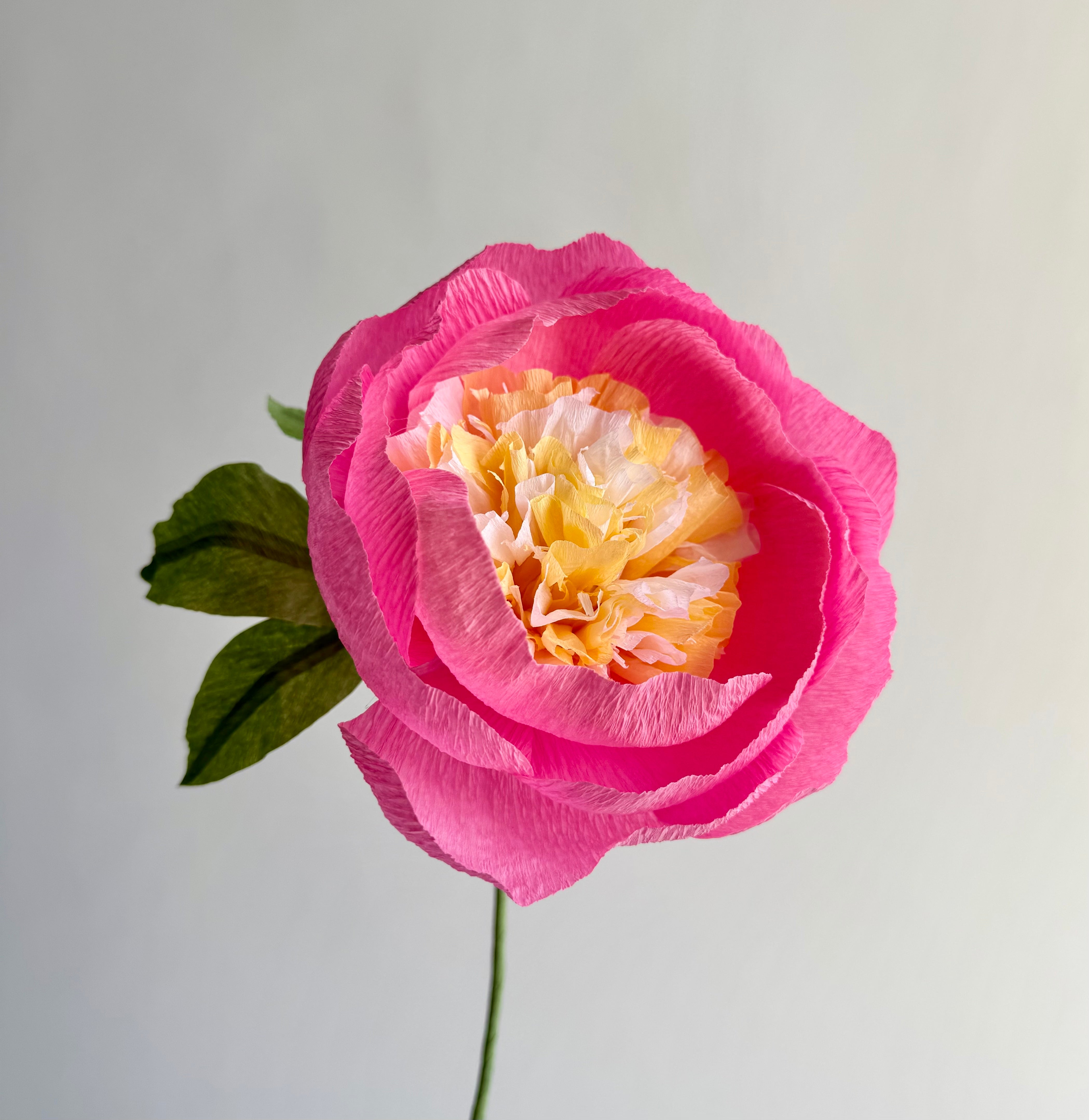 unwilted Paper Bloom Cotton Candy Pink & Cream Fluffy Peony