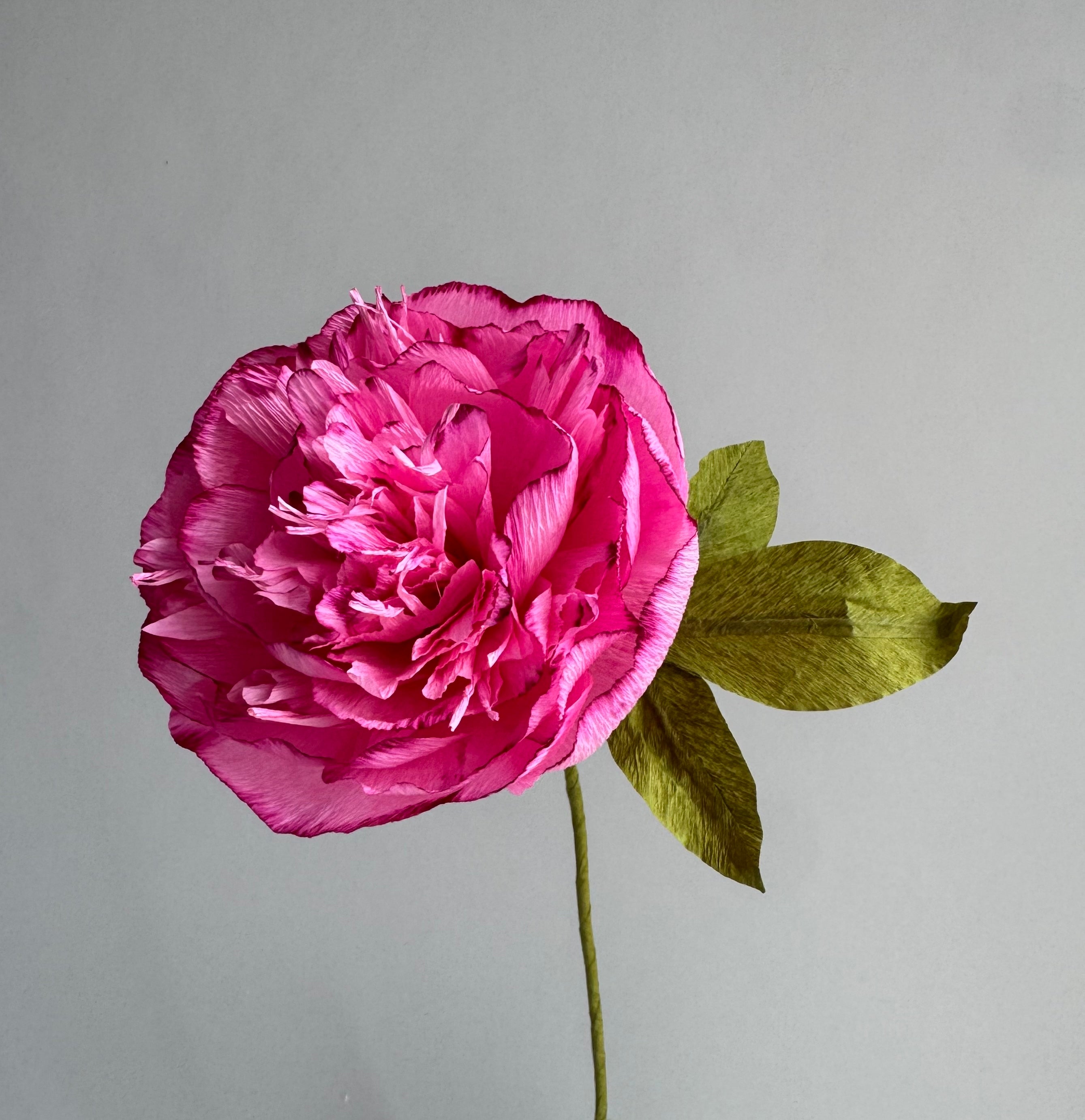 unwilted Paper Bloom Dark Pink with Pink Edge Hand Painted Garden Peony Single Bloom, Limited Edition | Paper Peony Stem